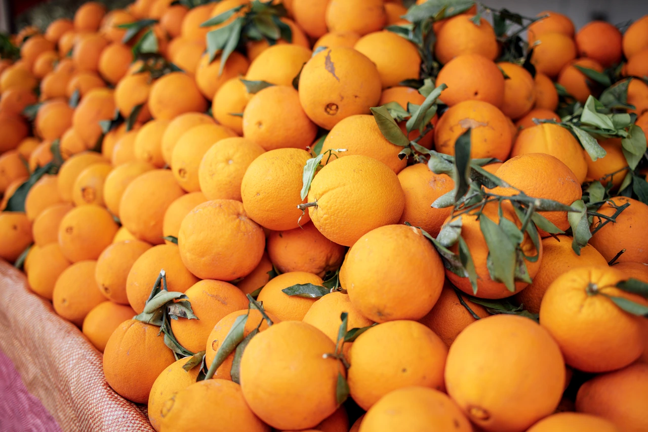 Fresh Pakistani Kinnow oranges for Uzbekistan wholesale distribution
